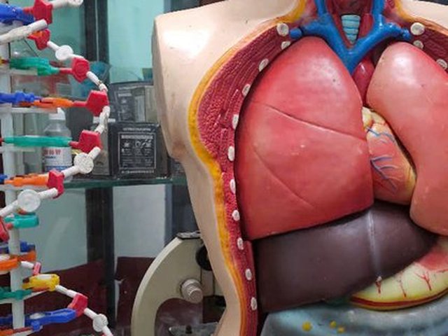 Mô hình giải phẫu cơ thể người: phổi, tim, gan, ruột