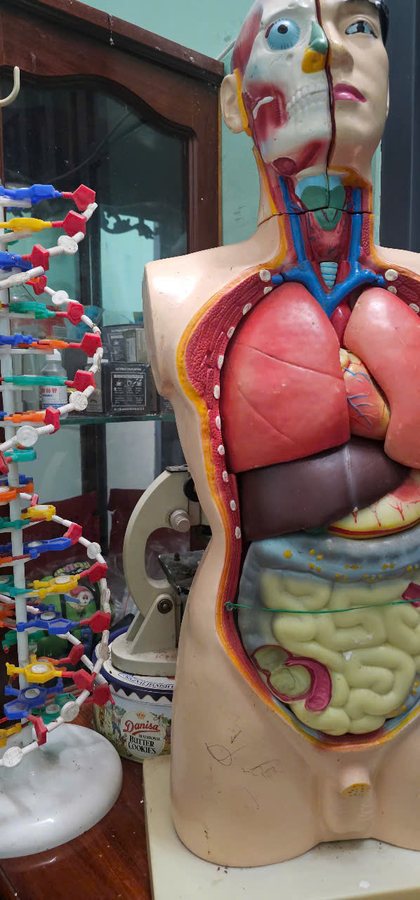 Mô hình giải phẫu cơ thể người
