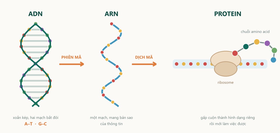 Sơ đồ ADN phiên mã thành ARN, ARN được ribosome dịch mã thành chuỗi protein