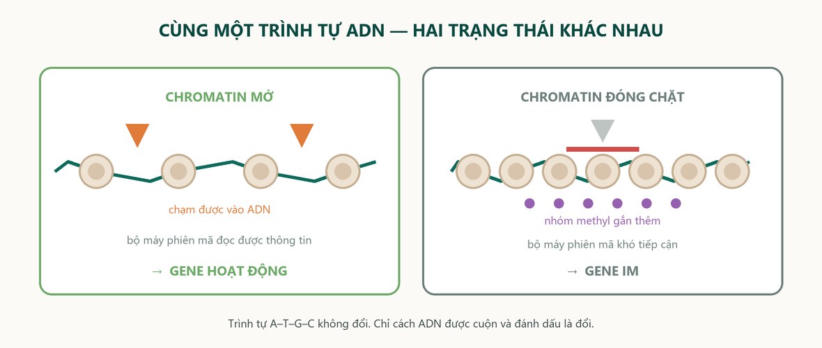 Sơ đồ chromatin mở và chromatin đóng chặt trên cùng một đoạn ADN