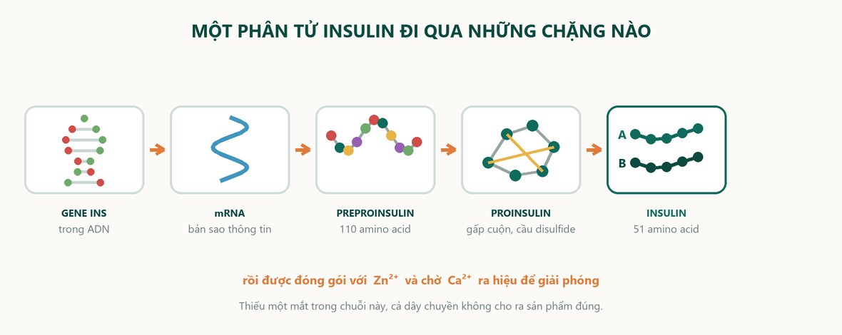 Sơ đồ các chặng tạo ra insulin, từ gene INS tới insulin trưởng thành
