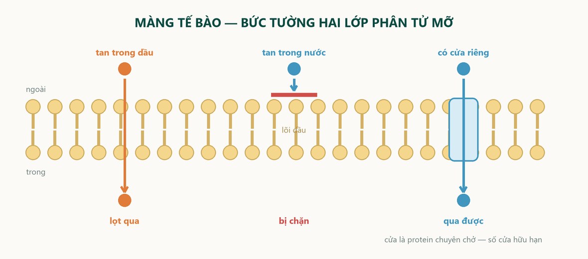 Sơ đồ màng tế bào hai lớp phân tử mỡ